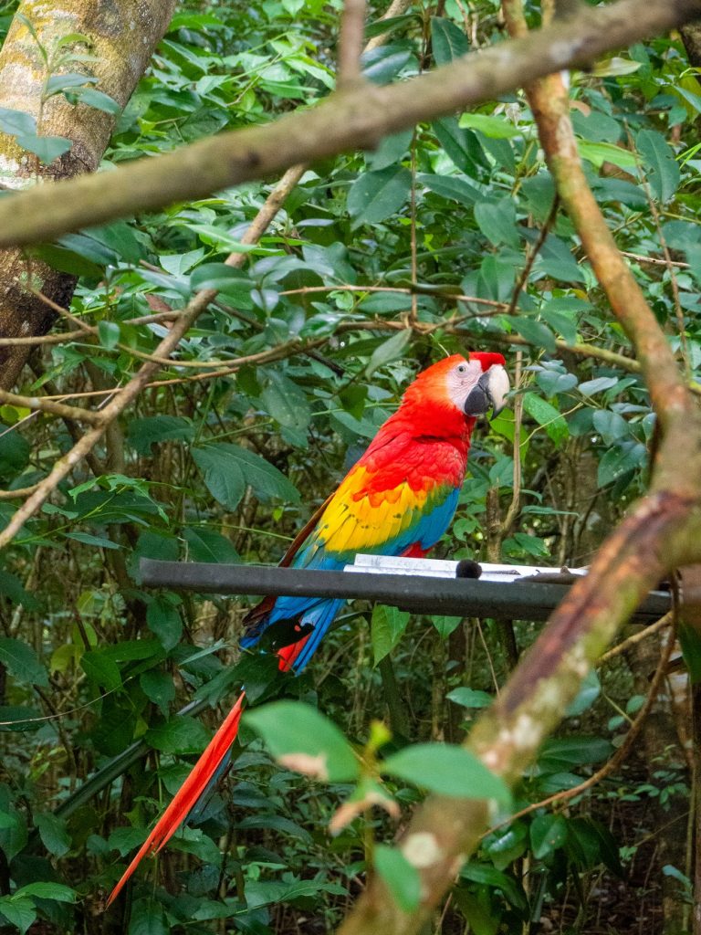 foresta amazzonica pappagallo raccontami un viaggio